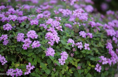 4109 Escuda Dr, Glendale AZ  85308-7410 exterior