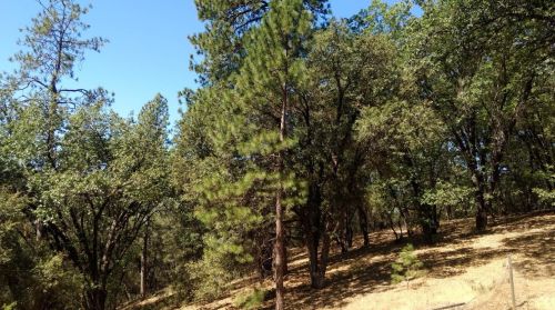 20852 Post Chaise Cir, Grass Valley CA  95949-9585 exterior