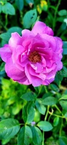 9320 Black Thorn Loop, Land O Lakes FL  34638-2530 exterior