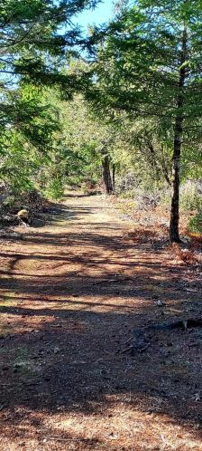 43400 Iversen Rd, The Sea Ranch CA  95445-7582 exterior