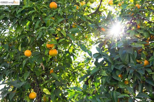 4215 Glen Ave, Oakland CA  94611-4349 exterior