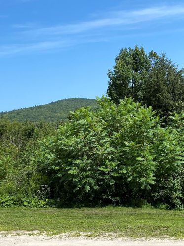236 Dole School House Rd, Washington NH  03280-6101 exterior