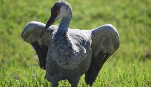 1271 Continental Ave, Melbourne FL 32940-6701 exterior