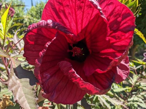 1087 Via Verona Dr, Chico CA  95973-1030 exterior