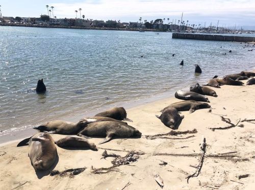 320 Rossmore Dr, Oxnard CA  93035-4465 exterior