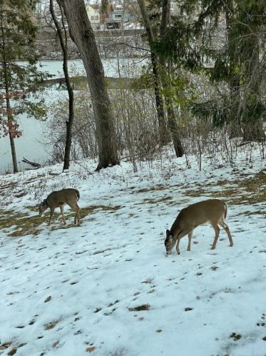 737 Amber Dr, Saint Paul MN 55122-2059 exterior