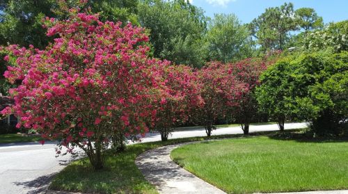 2246 Balsam Ct, Land O Lakes FL  34639-5405 exterior