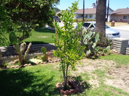 4435 Roosevelt St, Chino CA  91710-3225 exterior