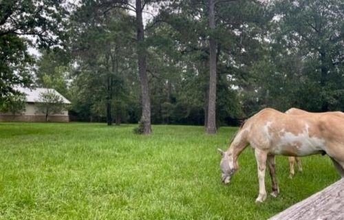 37812 Clubhouse Ln, Magnolia, TX 77355-6604