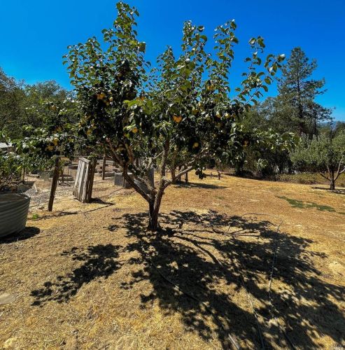 22619 Eastside Rd, Willits CA  95490-9780 exterior