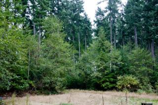 4519 Deer Lake Rd, Maxwelton, WA 98236-8419