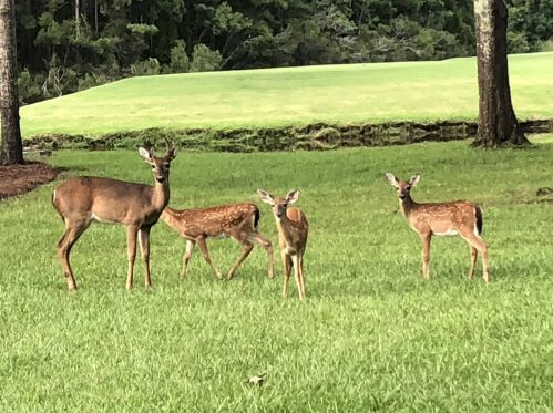 2961 Pignatelli Cres, Mount Pleasant SC  29466-8056 exterior