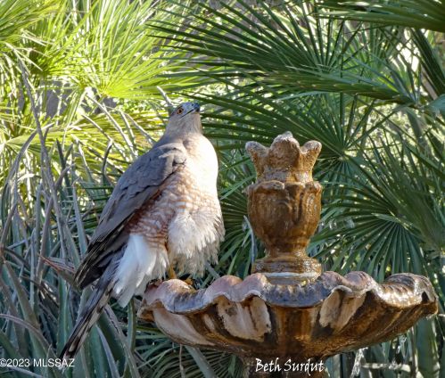 5221 Grouse Way, Tucson AZ 85742-9496 exterior