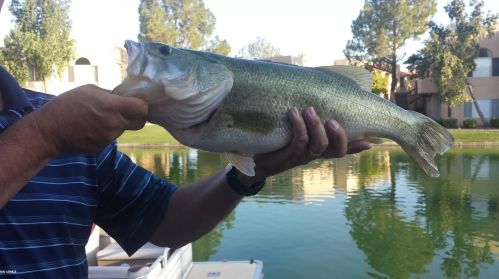 517 Marina Dr, Gilbert AZ 85233-6613 exterior