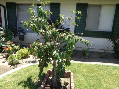 4435 Roosevelt St, Chino CA  91710-3225 exterior