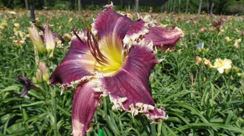 1240 Enterprise Osteen Rd, Deltona FL  32725-9401 exterior