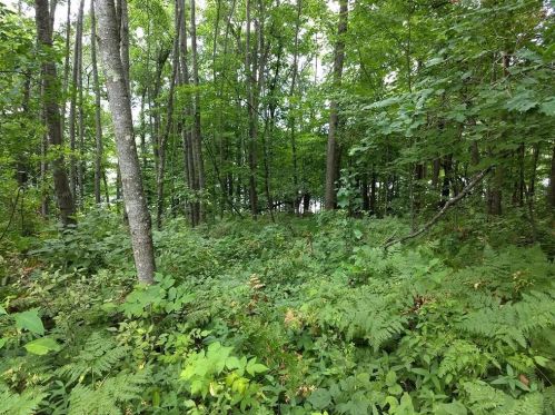 409 Elm St, Spooner, WI 54801-1333