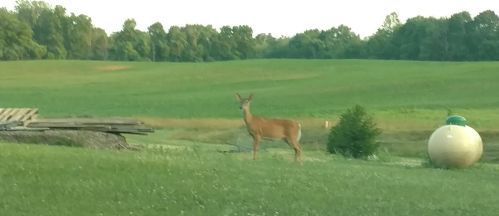 7705 Camp Rd, Mount Vernon OH  43050-9372 exterior