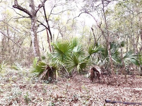 10698 185th Ter, Ocklawaha, FL 32179-0046