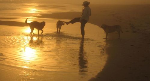 949 Gulf Beach Dr, Saint George Island FL  32328-3002 exterior