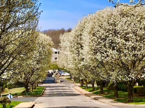 205 Foxboro Dr, Norwalk CT  06851-1155 exterior