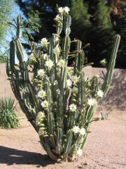 1272 Monterey St, Gilbert, AZ 85233-8276