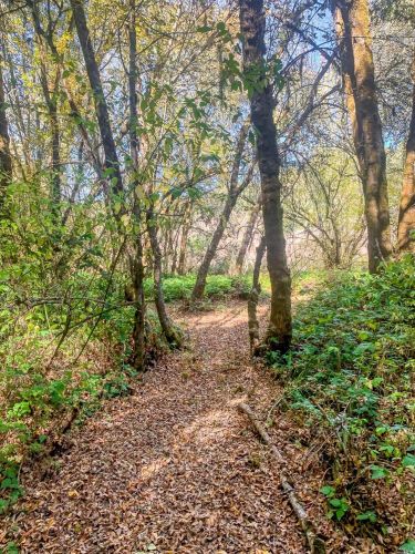 3932 Harrison Grade Rd, Sebastopol CA  95472-9359 exterior