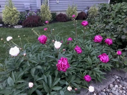 165 Taft Dr, Bricktown NJ  08724-3267 exterior