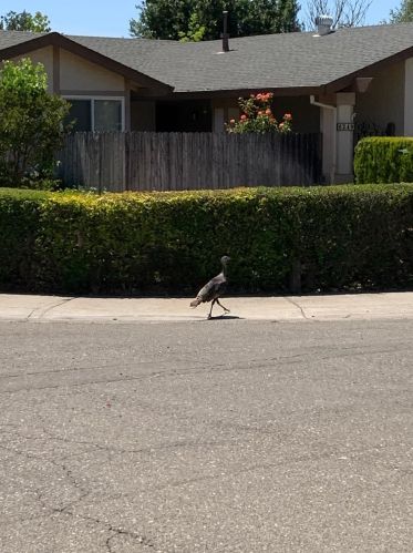 6329 Twin Wood Way, Citrus Heights CA  95621-3525 exterior