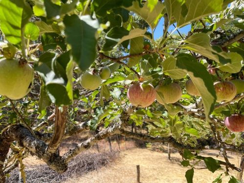 22619 Eastside Rd, Willits CA  95490-9780 exterior