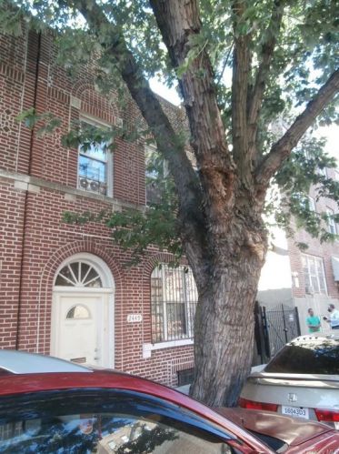2449 Beaumont Ave, Bronx, NY 10458-6344
