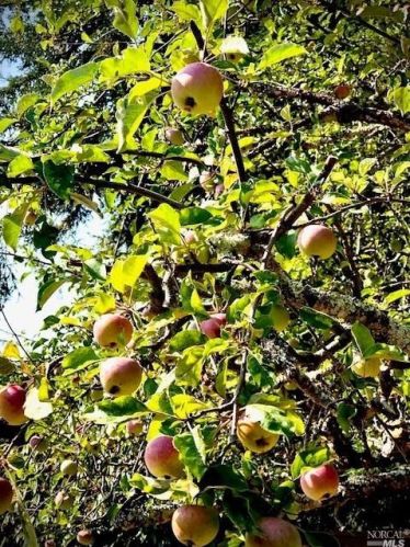 3431 Burnside Rd, Sebastopol CA  95472-9139 exterior