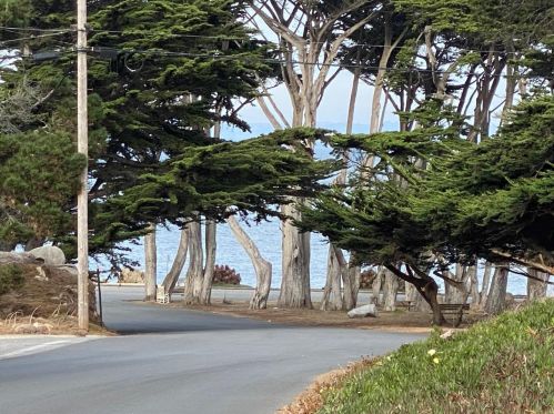 1046 Balboa Ave, Del Monte Park CA  93950-2102 exterior