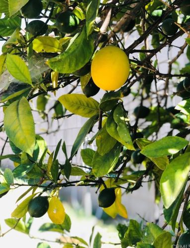 1563 Dawley Ave, City Of Industry CA  91744 exterior