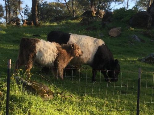 14804 Oak Ridge Rd, Lake Wildwood CA  exterior