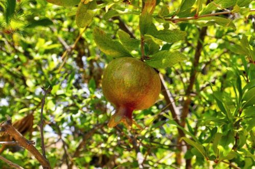 2420 Tuscano Ct, Rancho Cordova CA  95670-3836 exterior