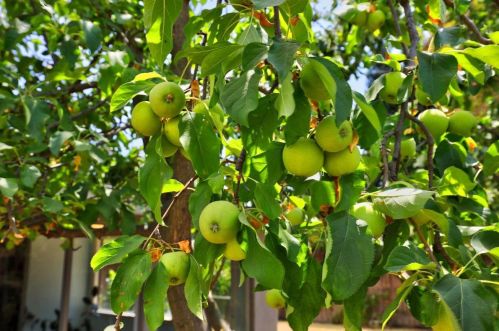 2420 Tuscano Ct, Rancho Cordova CA  95670-3836 exterior