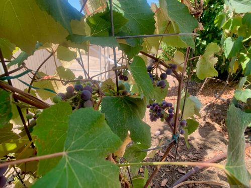 2435 Deland Dr, Alpine CA  91901-3192 exterior