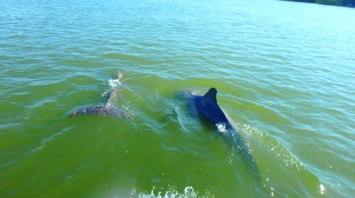 1090 Cara Ct, Marco Island FL  34145-4563 exterior