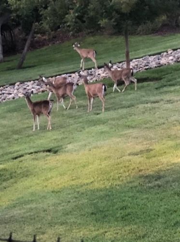 5149 Cribari Pl, San Jose CA 95135-1301 exterior