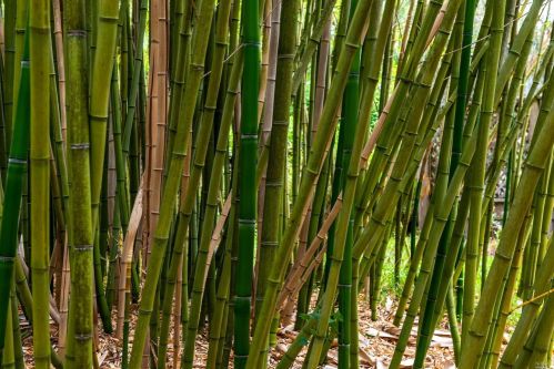 1095 Pine Tree Ln, Sebastopol CA  95472-2681 exterior