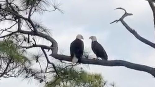 1673 Gulf Beach Dr, Saint George Island FL  32328-3107 exterior