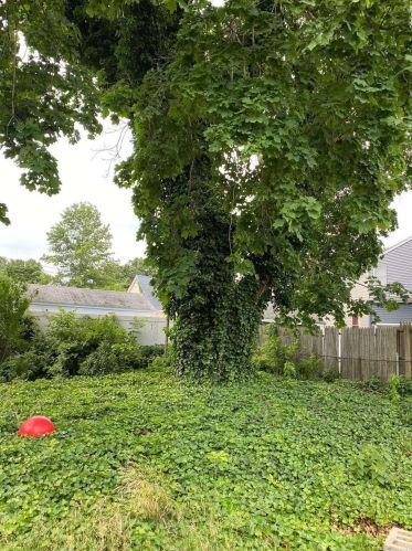 146 Stone St, Floral Park NY  11003-2238 exterior