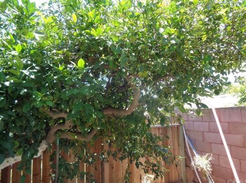 4435 Roosevelt St, Chino CA  91710-3225 exterior