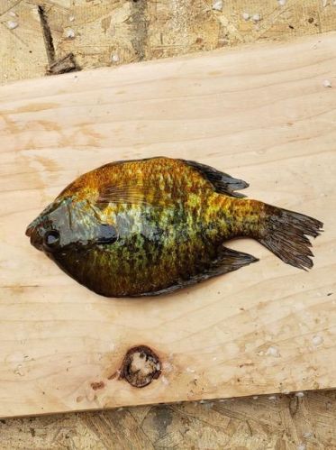 7991 Braddock Ave, Monticello MN  55362-3131 exterior