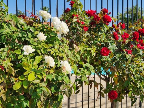 7501 Scaup Ln, Citrus Heights CA  95621-1646 exterior