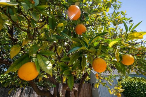 644 55 St, Oakland CA 94609-1601 exterior