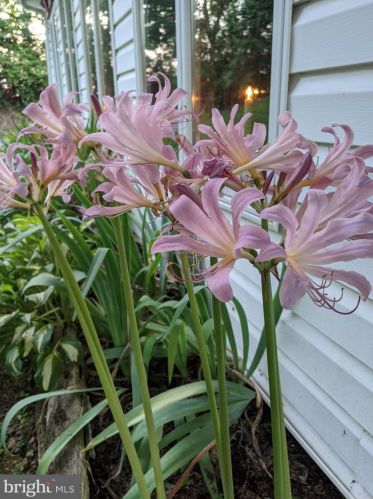 210 Hoernerstown Rd, Hummelstown PA  17036-9503 exterior