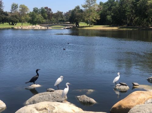 8 Arboles, Irvine CA 92612-2626 exterior