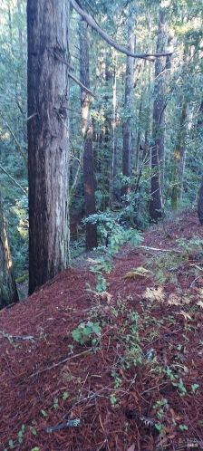 43400 Iversen Rd, The Sea Ranch CA  95445-7582 exterior